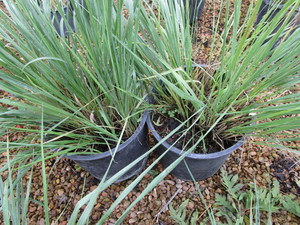 lot 185 image: Feather Reed Grass, Two