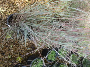 lot 186 image: Little Bluestem