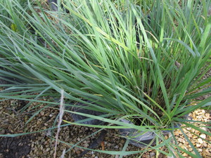 lot 187 image: Feather Reed Grass, Two