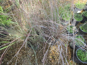 lot 188 image: Little Bluestem