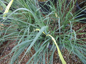 lot 189 image: Feather Reed Grass, Two