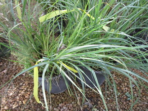 lot 190 image: Feather Reed Grass, Two