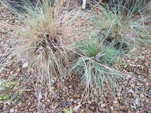 lot 191 image: Prairie Dropseed Grass