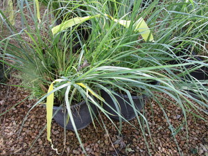 lot 192 image: Feather Reed Grass, Two