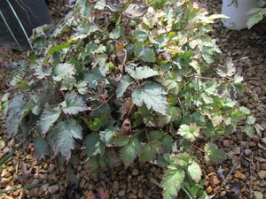 lot 193 image: Astilbe