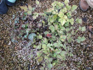 lot 194 image: Astilbe