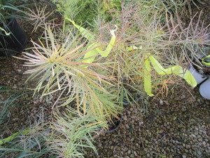 lot 195 image: Narrow Leaf Blue Star