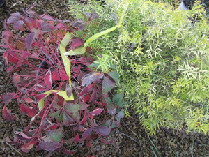 lot 196 image: Spirea & Virginia Creeper