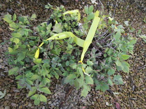 lot 197 image: Astilbe