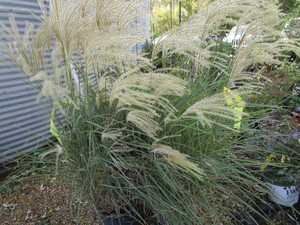 Ornamental Grasses