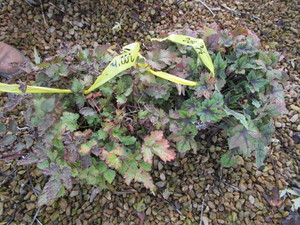 lot 200 image: Foam Flower & Astilbe