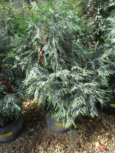 lot 204 image: Techny Arborvitae