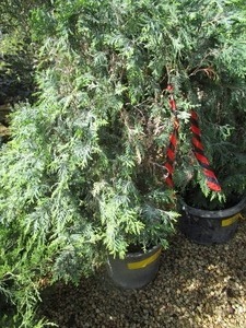 lot 201 image: Techny Arborvitae