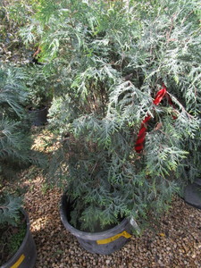 lot 202 image: Techny Arborvitae