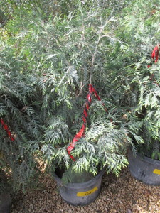 lot 203 image: Techny Arborvitae