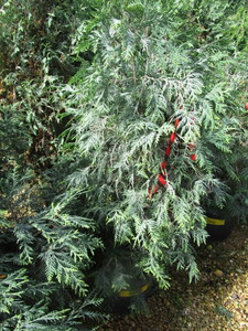 lot 205 image: Techny Arborvitae