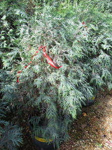 lot 206 image: Techny Arborvitae