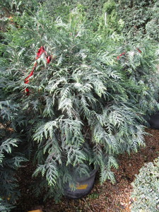 lot 207 image: Techny Arborvitae