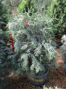 lot 208 image: Techny Arborvitae