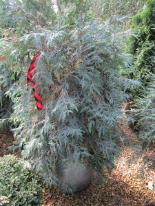 lot 209 image: Techny Arborvitae