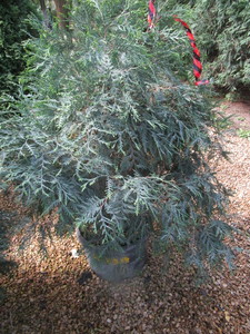 lot 210 image: Techny Arborvitae