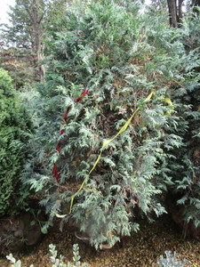lot 211 image: Techny Arborvitae