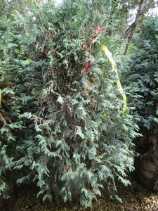 lot 212 image: Techny Arborvitae