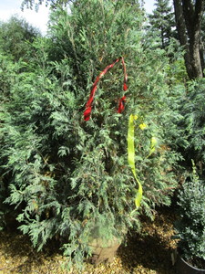 lot 213 image: Techny Arborvitae