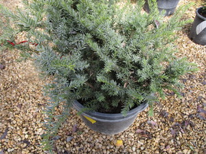 lot 214 image: Taunton Yew