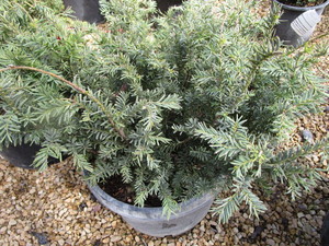 lot 215 image: Taunton Yew