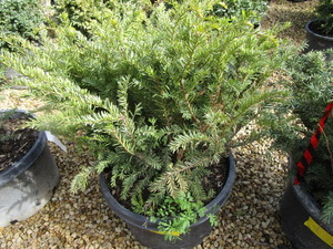 lot 216 image: Taunton Yew