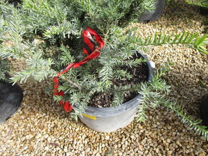 lot 217 image: Taunton Yew