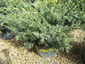 lot 218 image: Taunton Yew