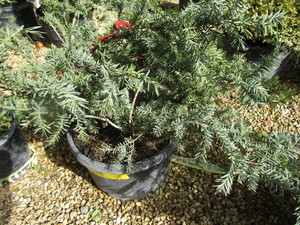 lot 219 image: Taunton Yew