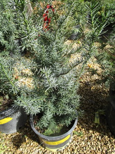 lot 220 image: Japenese Yew