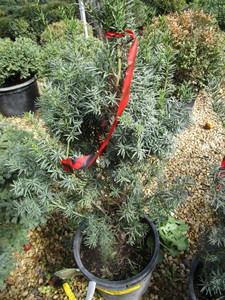 lot 221 image: Japenese Yew