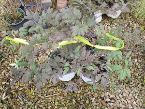 lot 223 image: Chocoholic Snakeroot