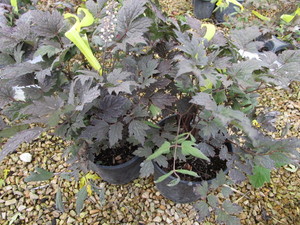 lot 224 image: Black Negligee Snakeroot