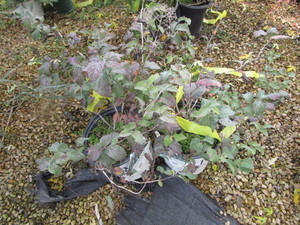 lot 225 image: Double Play Blue Kazoo Hydrangea