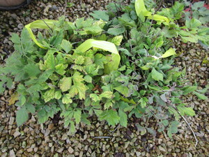 lot 226 image: Astilbe