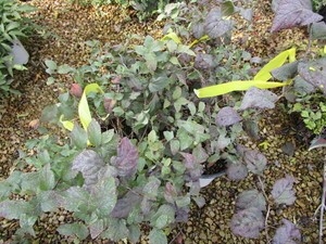 lot 227 image: Double Play Blue Kazoo Hydrangea