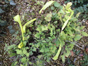 lot 228 image: Astilbe
