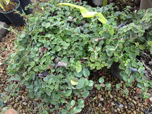 lot 229 image: Climbing Hydrangea