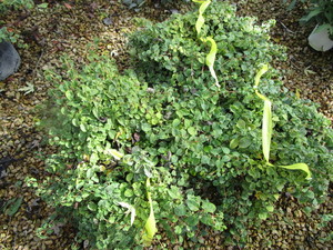 lot 230 image: Climbing Hydrangea
