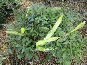 lot 231 image: Astilbe - Happy Spirit
