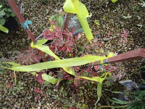 lot 232 image: Virginia Creeper