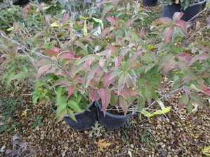 lot 233 image: Dwarf Bush Honeysuckle