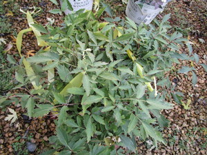 lot 235 image: Astilbe - Happy Spirit