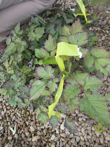 lot 236 image: Astilbe