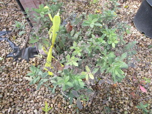 lot 237 image: Meadow Sage - Caradonna Salvia